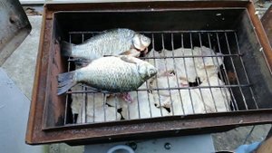 Рыба и окорочка горячего копчения, все в одной коптильне. Запахи не смешиваются.