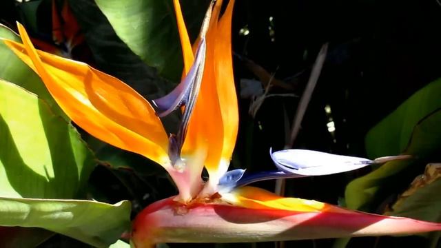 Красивая романтическая притча о любви. Цветок и ветер (слушать притчи)