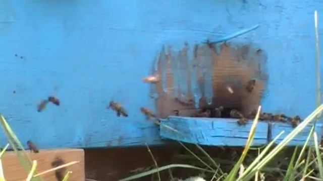 Дачная пасека/bees смотреть онлайн