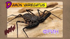 ФРИН Damon variegatus // Обзор