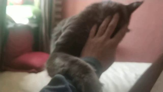 Мейн кун