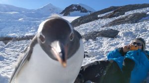Пингвин хочет селфи