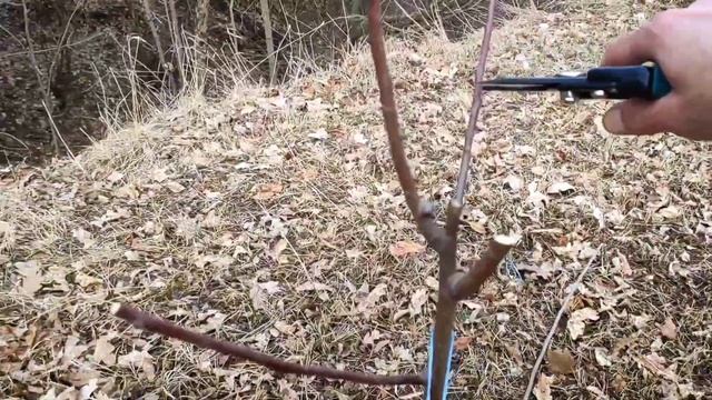 Обрезка молодой яблони. Формирую крону смотреть онлайн