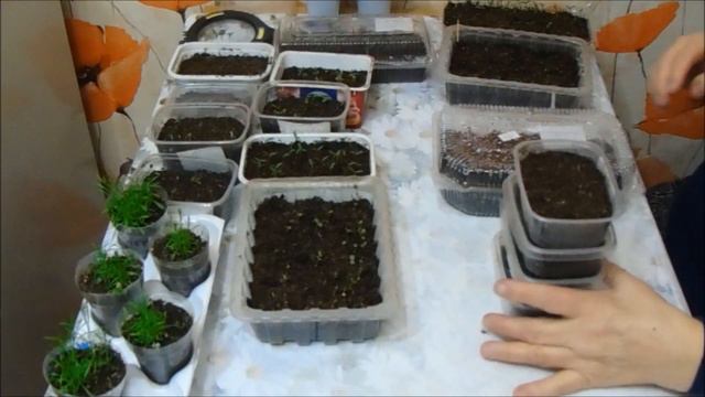 Сама себе не верю)) Астры от Биотехники взошли на вторые сутки))) смотреть онлайн