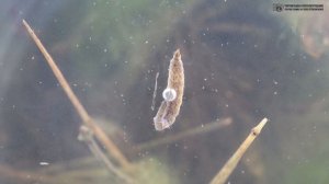 Муха львинка. Маскировка под пчёл и ос. Водяная аквариумная личинка. // Clever Cricket