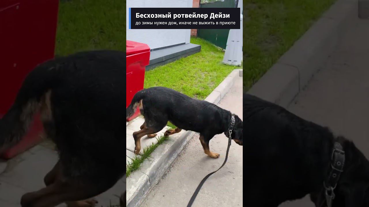 Доброму ротвейлеру нужны родители, чтобы выжить. Волонтеры "Тарасик и команда" приют в ТиНАО, Москва