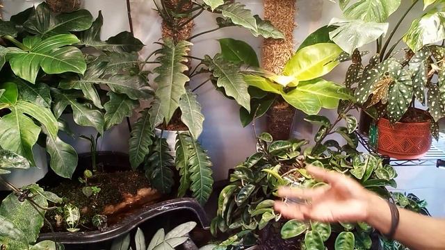 Potting up some plants. Dealing with my MASSIVE JUNGLE BOOGIE PHILODENDRON