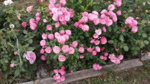 Начало цветения роз 2024 г.