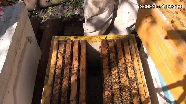 Отводки для подсадки маток.