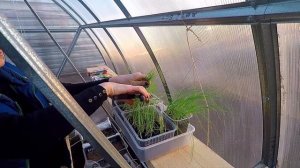 Лук-порей по природному. 100% результат. От посева до сбора урожая