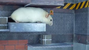 Мастер Класс ПОБЕГ!!!!! ХОМЯК БОБ