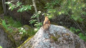 Парк музей-заповедник Монрепо в Выборге