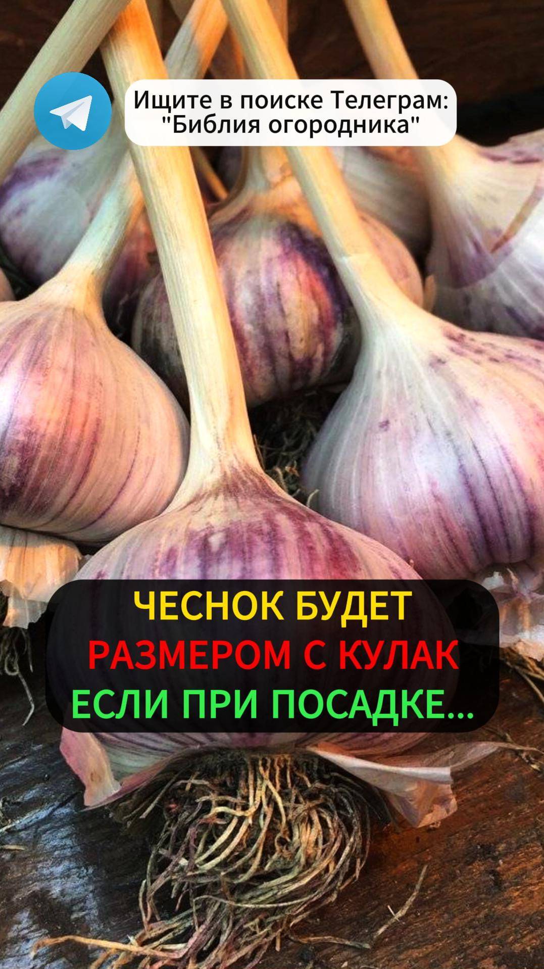 Никогда Не Сажайте ЧЕСНОК пока не узнаете это! #чеснок #посадкачеснока #озимыйчеснок #дача #огород
