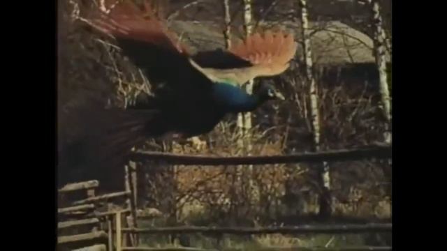 ВЫ КОГДА-НИБУДЬ ВИДЕЛИ ЛЕТАЮЩЕГО ПАВЛИНА? смотреть онлайн