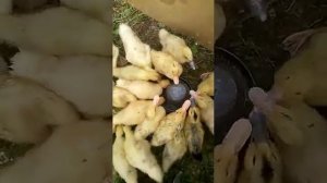 Утята на даче. Первый опыт.