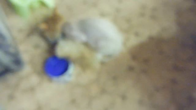 Ответ вет. врача - ОПАСНО для ЗДОРОВЬЯ стричь КОШКУ летом ? 10/06/2022 смотреть онлайн