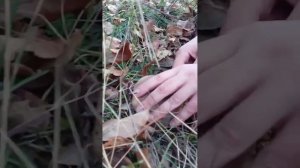 Грибы в ноябре 2022. Собираем синеножку в заброшенном саду поздней осенью