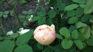 Роза Воллертон Олд Холл- Wollerton Old Hall