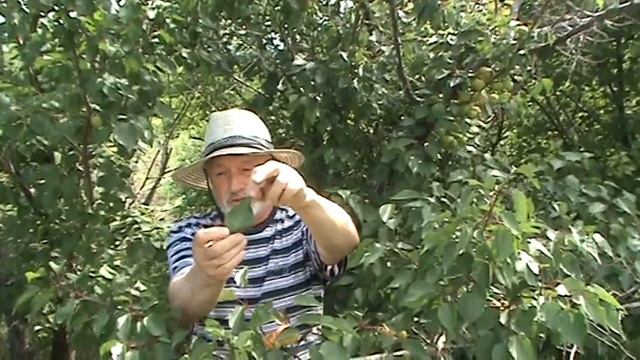 абрикос Сибиряк Байкалова смотреть онлайн