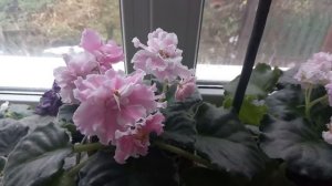 ЦВЕТЕНИЕ ФИАЛКИ ЗИМОЙ ! ЧЕМ ПОЛИТЬ !