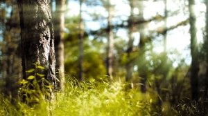 Утро в лесу , для чтения,медитации,сна ,релакс , утро , лес , природа