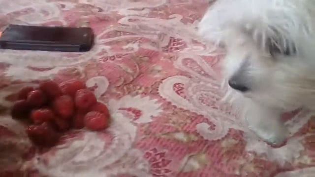 Моя Жужечка любит малину....да вообще ...она все любит смотреть онлайн