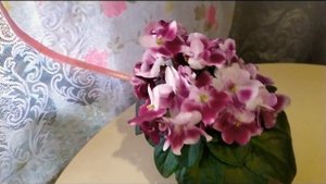 КАК ПРАВИЛЬНО УХАЖИВАТЬ ЗА ФИАЛКОЙ Mac's Southern Springtime. ОБЗОР 1 СОРТА СЕНПОЛИИ (ФИАЛКИ).