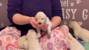 Первый прикорм щенков д/р 31.12.2022г