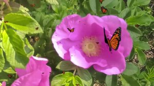 BEE bumblebees
