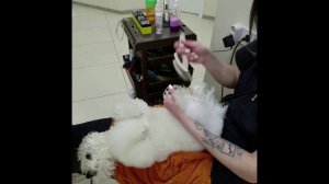 Бишон Фризе. Сушим после мытья.