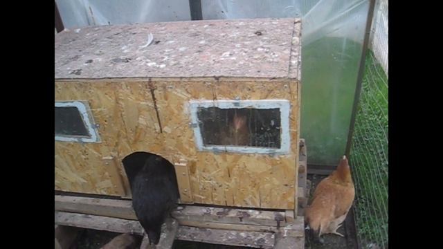 Сирень. Незабудки. Тюльпаны. Вишня сбрасывает завязь. Заболел петух. Цыплята смотреть онлайн