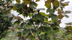 Фундук для средней полосы России. Обзор по  сортам, лето 2021 года