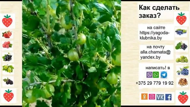 Крыжовник Голд болл - идеально круглый медовый сорт.