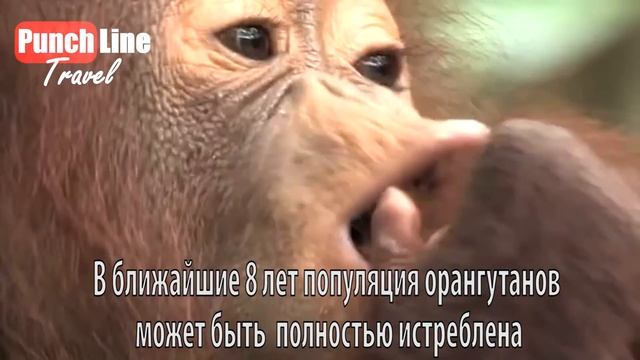 Пальмовое масло. Секреты Калимантана.  Гибель орангутанов на Борнео