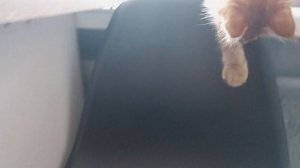 Рыжий котёнок мейн кун разговаривает и жестикулирует 😁