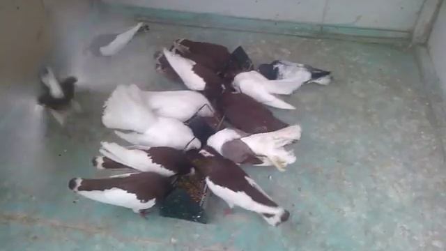 Ржевские Ленточные Турманы Голуби, моя голубятня смотреть онлайн