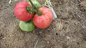 Заламываются ветки с помидорами ? Почему не подвязываете ? 14