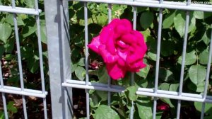 Red Roses Peeking Through The Fence