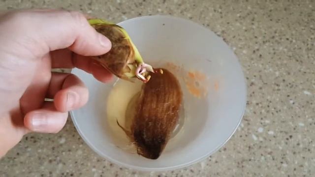 Как я проращиваю косточки МАНГО! смотреть онлайн