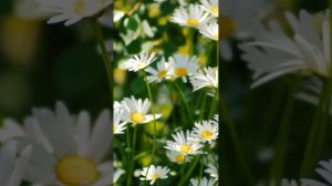 Август 2024 - переломный месяц года.