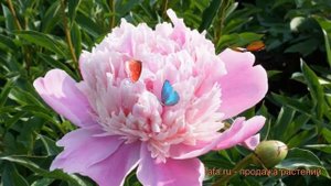 Пион травянистый Сюзетт (paeonia) ? травянистый пион Сюзетт обзор: как сажать, саженцы пиона Сюзетт