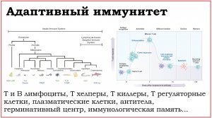 09. Адаптивный иммунитет