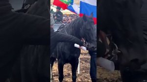 Выставка лошадей карачаевской породы❤