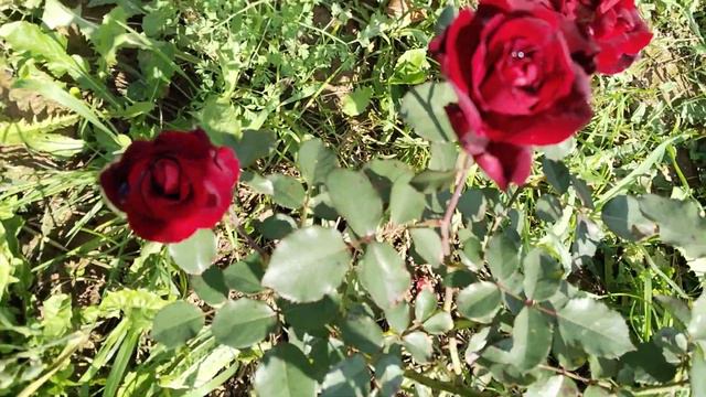Роза "Грандесса" (Rose Grandessa)