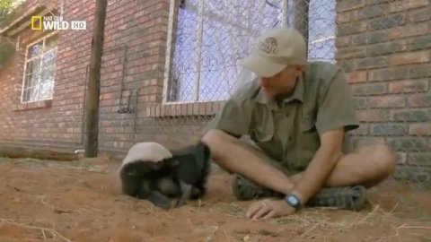 Медоед - самое бесстрашное животное в мире