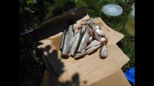 Рыбалка на быстрике с Селец Г Трубчевск