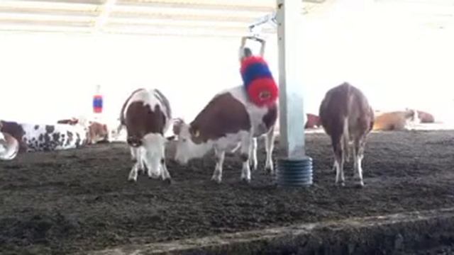 Щётки для крупного рогатого скота смотреть онлайн