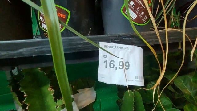 CARREFOUR - Dias de reposição das Plantas e Flores? - Cuidar de Plantas é qualidade de vida- Parte смотреть онлайн