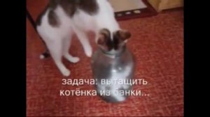 Котенок не мог вылезти из банки. Посмотри, что сделала мама-кошка… это надо видеть, невероятно