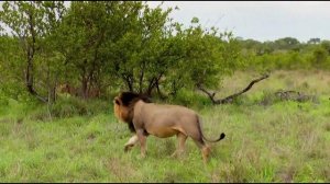Дикая Южная Африка. Сафари (ч.3)
